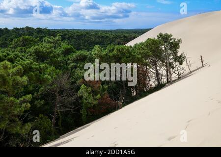 Le dune di sabbia più grandi d'Europa, Dune du Pilat, si trovano di fronte al parco naturale Landes de Gascogne Foto Stock