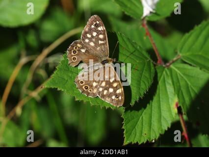 Chiazzato legno, Pararge aegeria Foto Stock