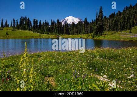 WA18415-00...WASHINGTON - prati ricoperti di fiori che circondano il lago Tipsoo nel Parco Nazionale del Monte Rainier. Foto Stock