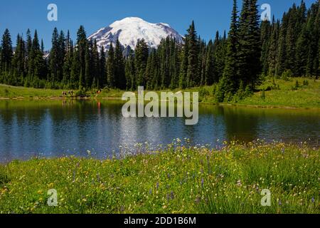 WA18416-00...WASHINGTON - prati ricoperti di fiori che circondano il lago Tipsoo nel Parco Nazionale del Monte Rainier. Foto Stock