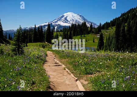 WA18423-00...WASHINGTON - Wildflowers lungo il Naches Peak Loop Trail nel Mount Rainier National Park. Foto Stock