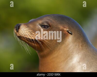 Primo piano ritratto di un leone californiano (Zalophus californianus) Foto Stock