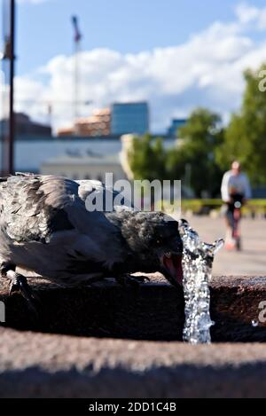 Acqua potabile assetata di corvo da una sorgente pubblica nel caldo estivo. Foto Stock