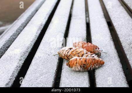 Coni di pino su una panca di legno scuro. La prima neve Foto Stock
