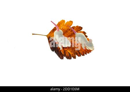 Mogli giocattolo sul congedo giallo . Autunno. Sfondo bianco. Foto Stock