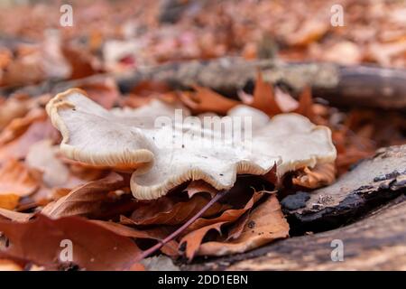 Funghi grandi in una foresta trovato in un tour di funghi in autunno con fogliame marrone in controluce a terra in stagione di funghi come delizioso pericoloso Foto Stock