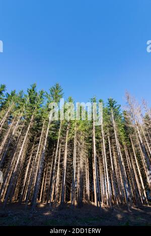 Rasov (Raschau): Alberi singoli uccisi da barbabietola nelle Highlands Boemia-Moravia, Jihomoravsky, Moravia meridionale, Südmähren, ceco Foto Stock