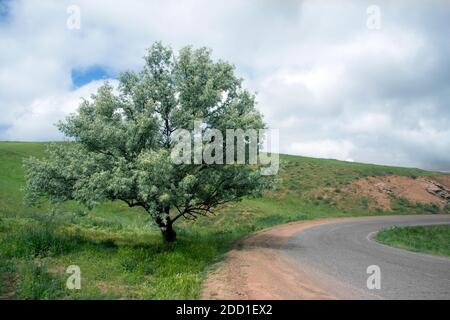 Un albero di olmo sul lato della strada con un cielo nuvoloso Foto Stock