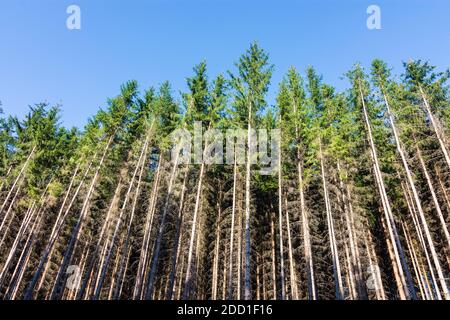 Rasov (Raschau): Alberi singoli uccisi da barbabietola nelle Highlands Boemia-Moravia, Jihomoravsky, Moravia meridionale, Südmähren, ceco Foto Stock