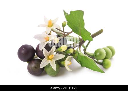 Pianta nera della ombra notturna isolata su sfondo bianco Foto Stock