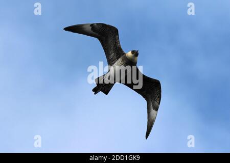 Pomarine Skua a.k.a. Pomarine Jaeger (Stercorarius pomarinus) in volo, valle di Rockall, Oceano Atlantico Foto Stock