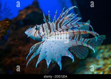 Incredibile Lionfish o Lion Fish e acquario subacqueo della barriera corallina orizzontale Foto Stock