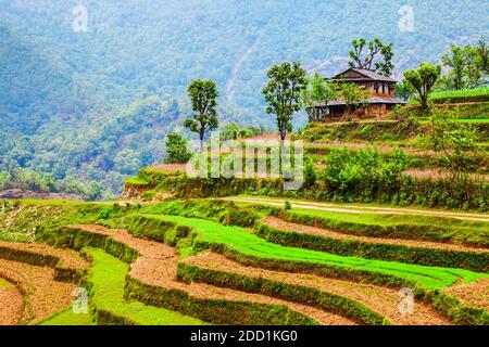 Paesaggio di risaie terrazzate di bellezza vicino alla città di Pokhara in Nepal Foto Stock