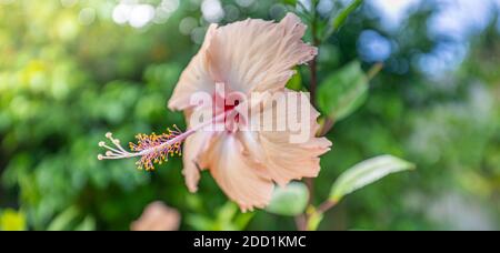 Hibiscus fiore su sogno sfondo giardino sfocato, incredibile closeup natura, soleggiato giardino floreale tropicale. Natura esotica modello, bokeh natura, colori Foto Stock