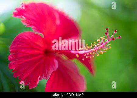 Hibiscus fiore su sogno sfondo giardino sfocato, incredibile closeup natura, soleggiato giardino floreale tropicale. Natura esotica modello, bokeh natura, colori Foto Stock