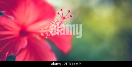 Hibiscus fiore su sogno sfondo giardino sfocato, incredibile closeup natura, soleggiato giardino floreale tropicale. Natura esotica modello, bokeh natura, colori Foto Stock