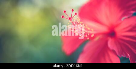 Hibiscus fiore su sogno sfondo giardino sfocato, incredibile closeup natura, soleggiato giardino floreale tropicale. Natura esotica modello, bokeh natura, colori Foto Stock