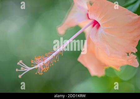 Hibiscus fiore su sogno sfondo giardino sfocato, incredibile closeup natura, soleggiato giardino floreale tropicale. Natura esotica modello, bokeh natura, colori Foto Stock