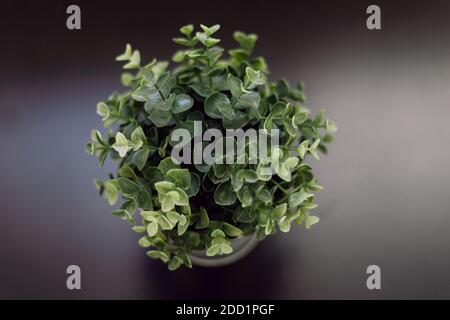 Piccolo finto impianto in plastica, con foglie piccole in diverse sfumature di verde, con fondo nero Foto Stock