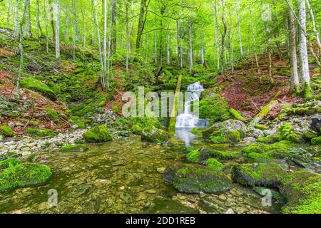 Fiume profondo nella foresta di montagna, verde, natura fresca. Paesaggio alpino, ruscello con muschio, rocce in bosco. Tranquillo, rilassante scenario naturale Foto Stock