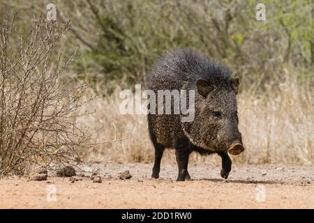 Il Peccary o Javelina è diffuso negli Stati Uniti sudoccidentali e in America Centrale e Meridionale. Non è un membro della famiglia dei suini Foto Stock