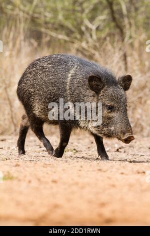 Il Peccary o Javelina è diffuso negli Stati Uniti sudoccidentali e in America Centrale e Meridionale. Non è un membro della famiglia dei suini Foto Stock