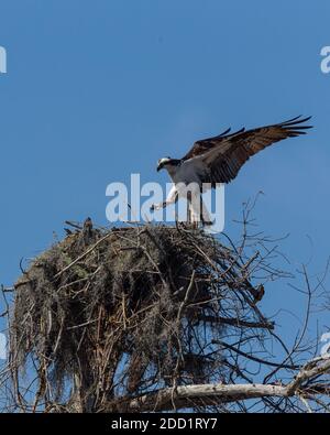 Un Osprey, Pandion haliaetus, atterra su un grande nido fatto di bastoni nel bacino di Atchafalaya del sud di Louisiana, Stati Uniti. Foto Stock