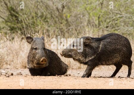 Il Peccary o Javelina è diffuso negli Stati Uniti sudoccidentali e in America Centrale e Meridionale. Non è un membro della famiglia dei suini Foto Stock