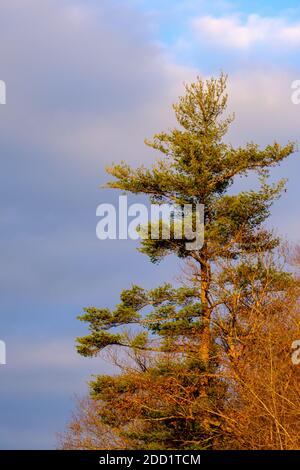 Un albero di pino alto è visto da un angolo basso contro il cielo in autunno Foto Stock