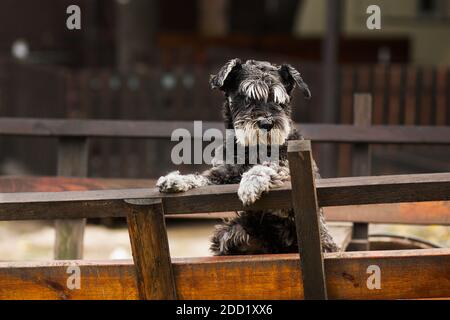 Ritratto di un cucciolo di mittel schnauzer sulla strada. Un cane divertente Schnauzer si affaccia da dietro una recinzione durante una passeggiata. Schnauzer nel cortile Foto Stock