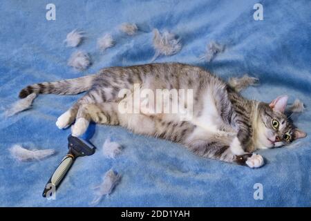 Grindi di lana dopo aver pettinato i capelli del gatto. Gatto arrabbiato sul letto accanto alla spazzola Foto Stock