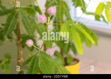 Mimosa pudica in fiore molto bello, alcuni fiori rosa Foto Stock