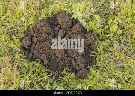 Molehills sul prato in erba. Prato danneggiato Foto Stock