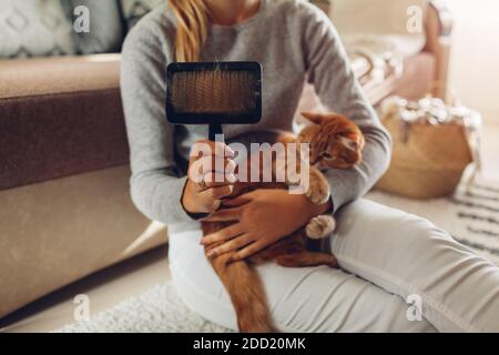 La pettinatura ginger cat con spazzola a pettine a casa. Donna proprietario avendo cura di Pet per rimuovere i peli. Foto Stock