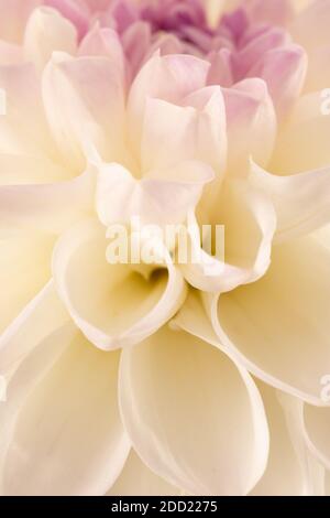 primo piano di dahlia bianca. Foto Stock