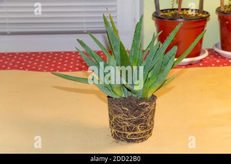 Aloe vera pianta medicinale commestibile e curante, aloe molto sano con molti cuccioli intorno ad esso. Ricottatura di aloe Foto Stock