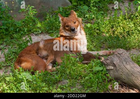 Apple Valley, Minnesota. Dhole, cane selvatico asiatico, Cuon alpinus è una specie in via di estinzione. Foto Stock