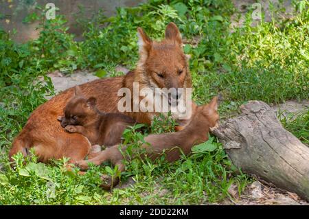 Apple Valley, Minnesota. Dhole, cane selvatico asiatico, Cuon alpinus è una specie in via di estinzione. Foto Stock