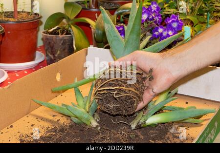 Aloe vera nella mano del gardner, repotando aloe nel nuovo piatto. Pianta medicinale Foto Stock