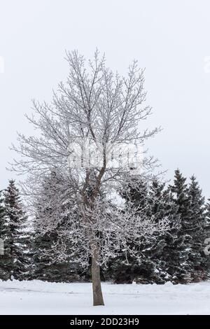 Albero coperto di brina con neve e gelo alberi sempreverdi abete, neve a terra, inverno / autunno immagini di giardini Foto Stock