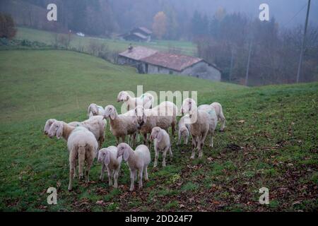 pascolo di pecora nel pascolo di montagna Foto Stock