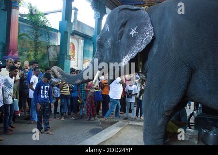 Pondicherry, India - 30 ottobre 2018: Un bambino indiano sta inchinando la testa davanti ad un elefante vicino al tempio di ganesha come uno dei rituali Foto Stock