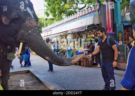 Pondicherry, India - 30 ottobre 2018: Un uomo indiano in camicia nera che alimenta un elefante di fronte al tempio di ganesha come uno dei rituali Foto Stock