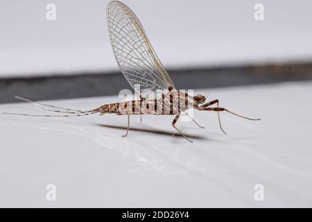 Mayfly lavorato a prong del genere Thraulodes Foto Stock