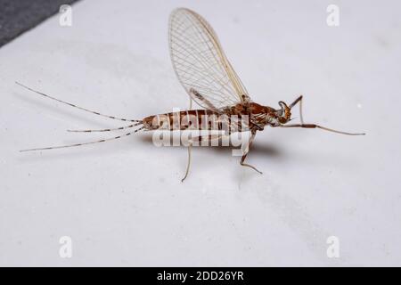Mayfly lavorato a prong del genere Thraulodes Foto Stock