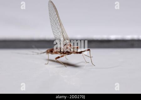 Mayfly lavorato a prong del genere Thraulodes Foto Stock