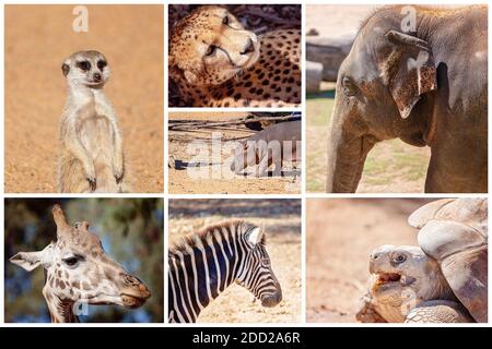 Collage di immagini di un meerkat, un ghepardo, un elefante, giraffa, zebra, ippopotamo e una tartaruga galapagos Foto Stock