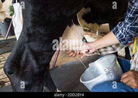 l'insegnante mostra abilità a mano mungendo una mucca, mucca in piedi nel corral Foto Stock