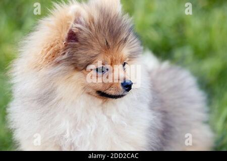 Ritratto di carino cane cucciolo pommeriano al parco. Chiuso di Pomeranian o Spitz cane. Foto Stock