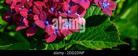 Fiori rosa scuro di un cespuglio di Hydrangea che fiorisce su un giornata di sole in giardino Foto Stock